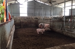 Chung tay nỗ lực &#39;giải cứu&#39; ngành chăn nuôi lợn